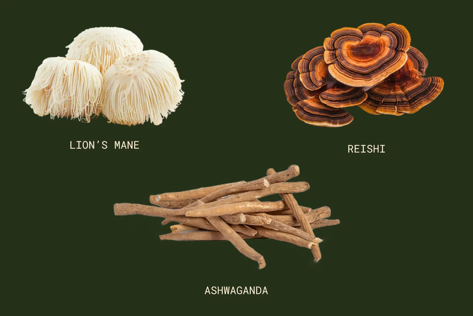 Ashwagandha, Reishi, Lion’s Mane – jak wybrać adaptogen dopasowany do twoich potrzeb