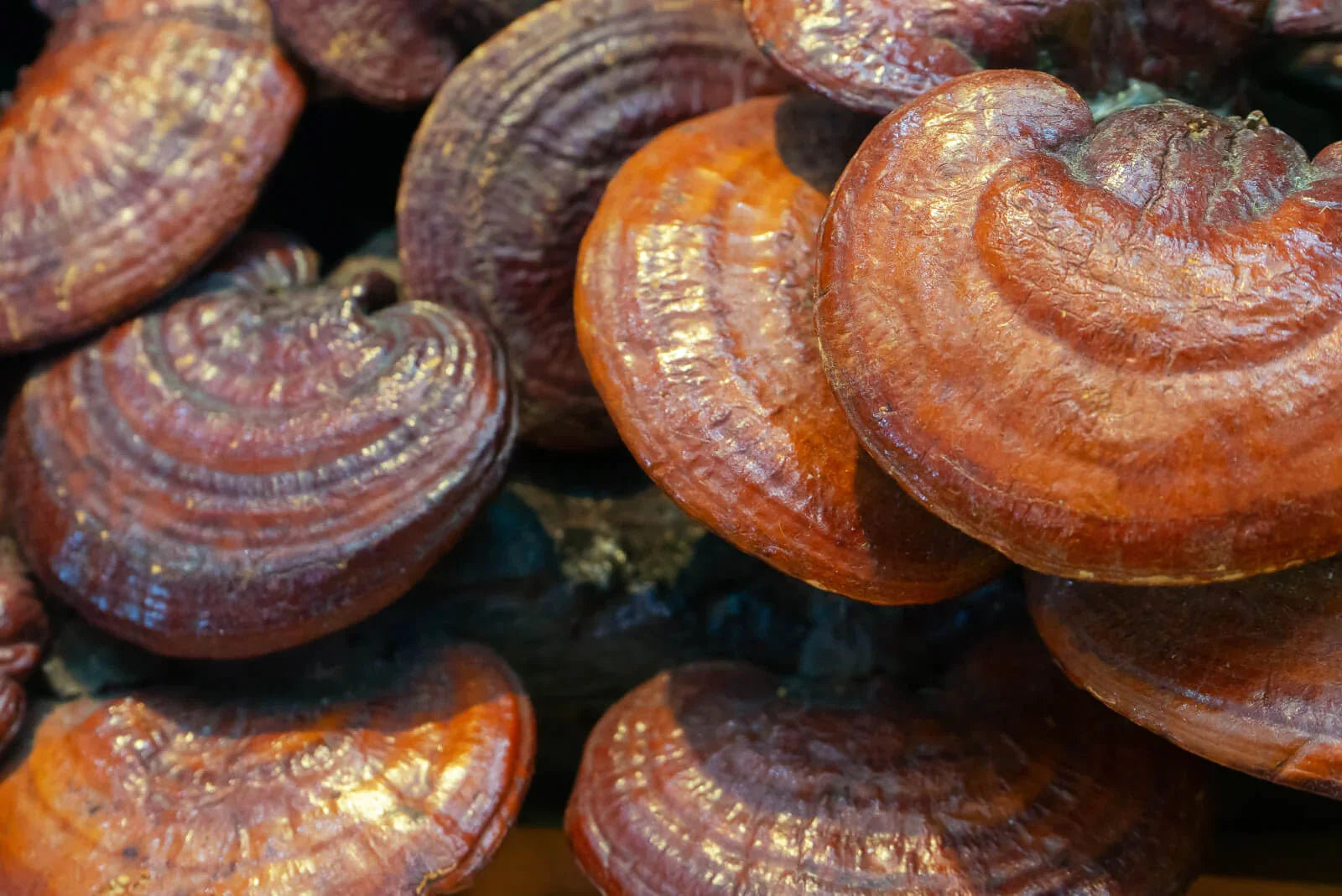 Czy adaptogeny naprawdę działają? Fakty naukowe i mity