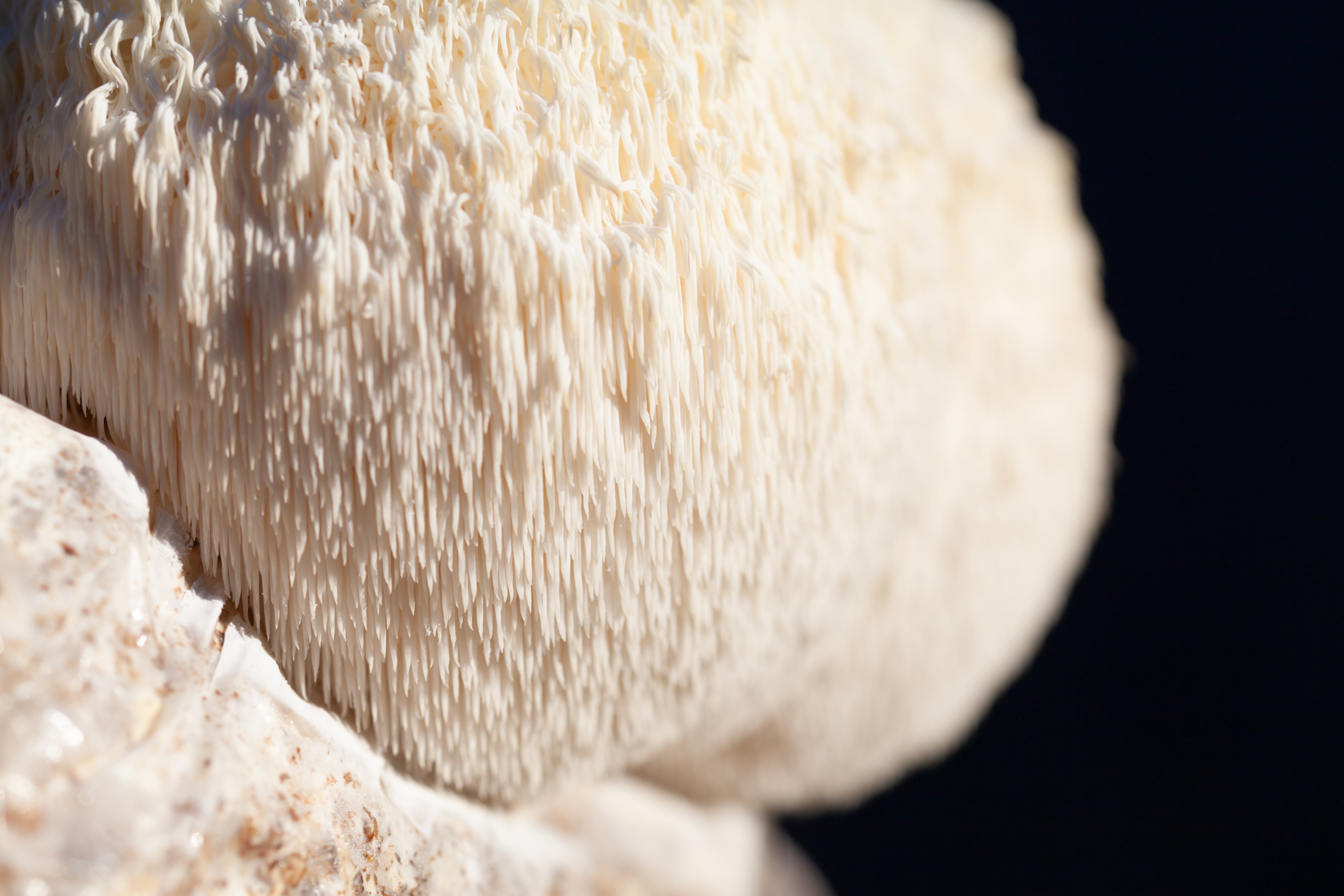 Składniki niezbędne dla mózgu w celu zachowania długowieczności